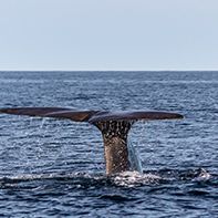 The Sanctity of Whales